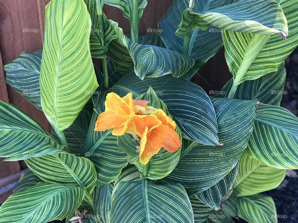 One of the plants in our backyard. 