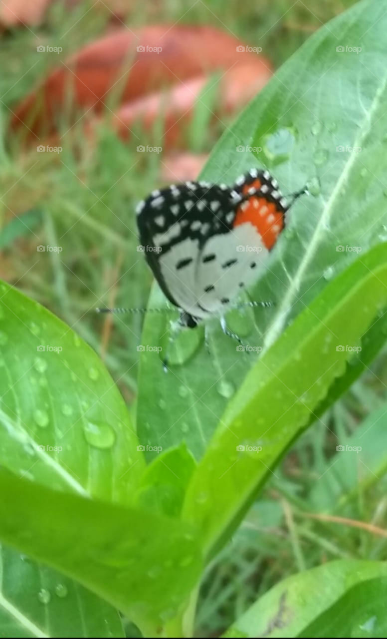 Butterfly visited my home garden