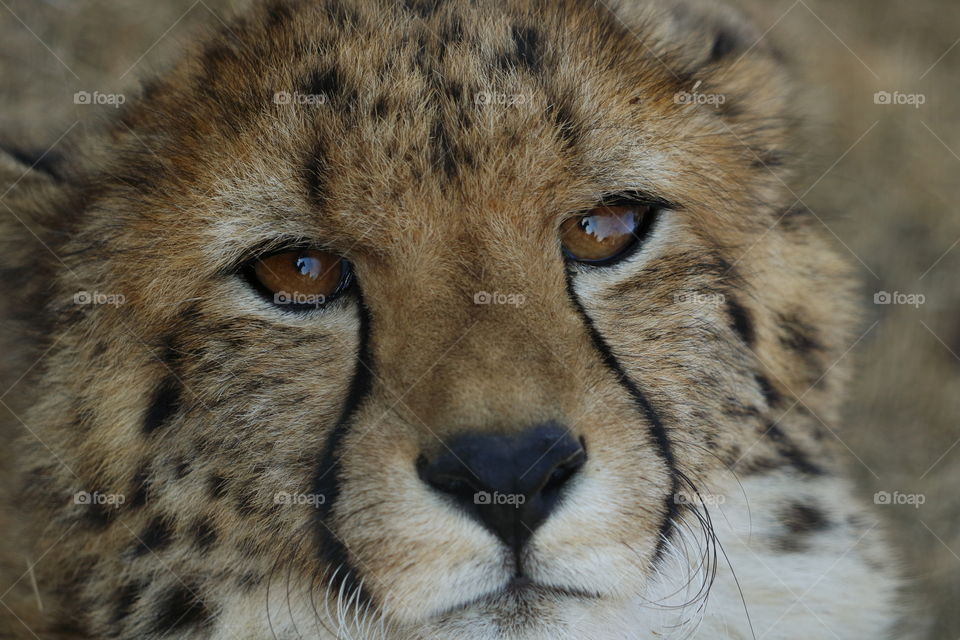 Detailed cheetah cub up close looking into the lens