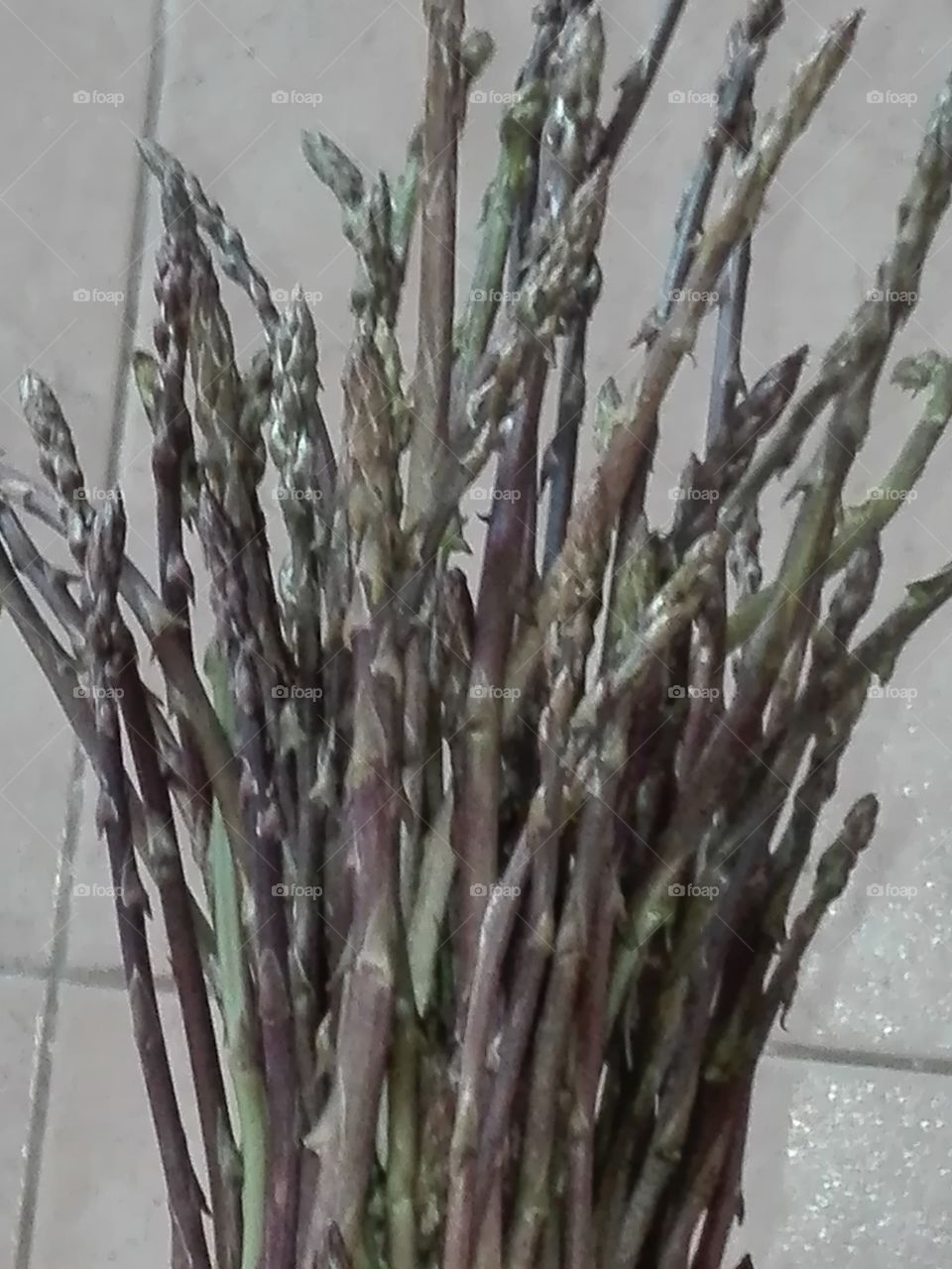 asparagus,spring...fresh