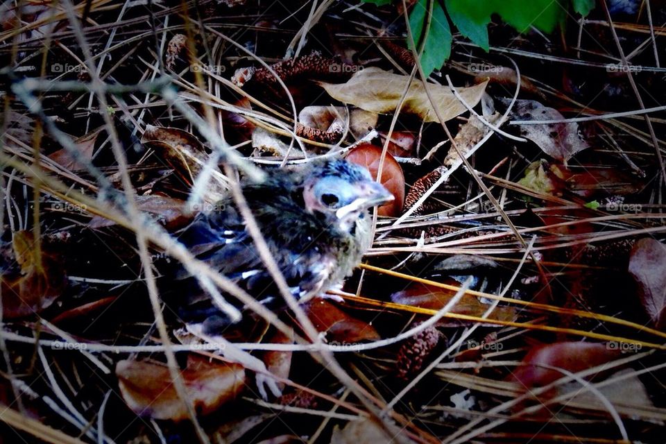 Baby cardinal fledgling 