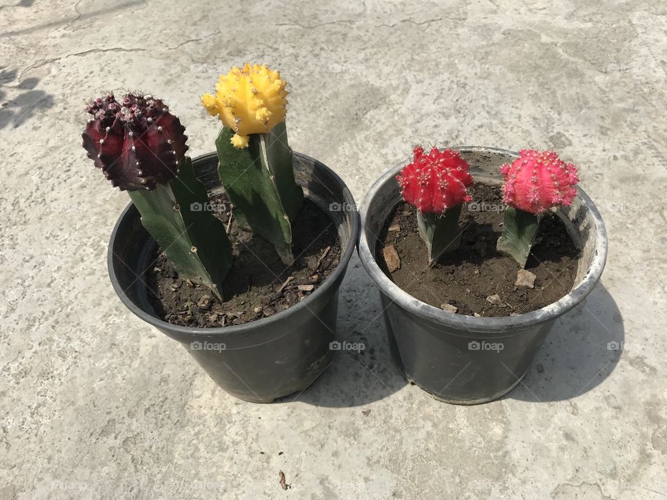 Mix moon cactus 