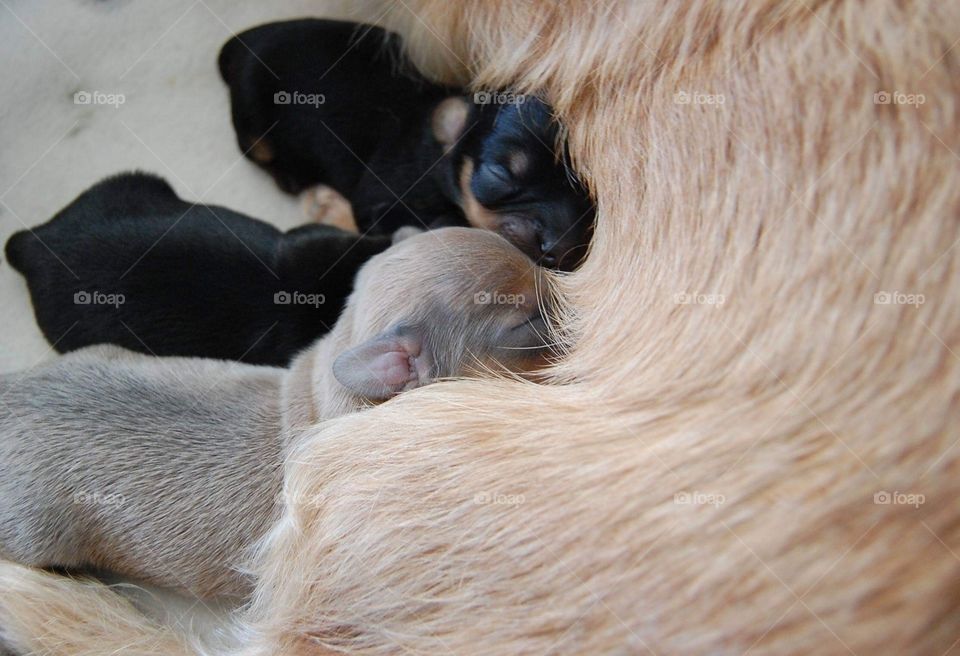 Nursing Newborn Puppies