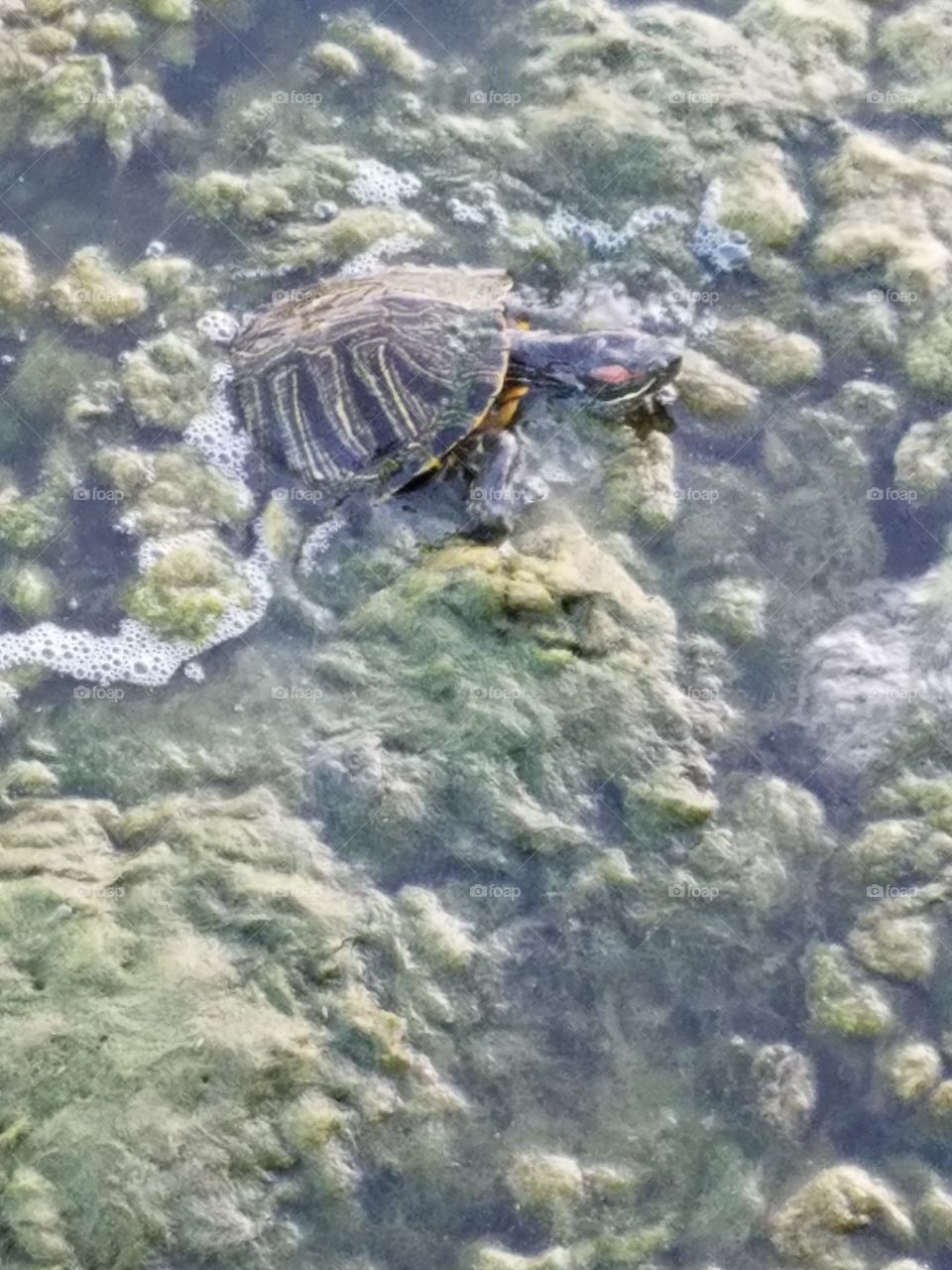 Turtle in Algae Lake