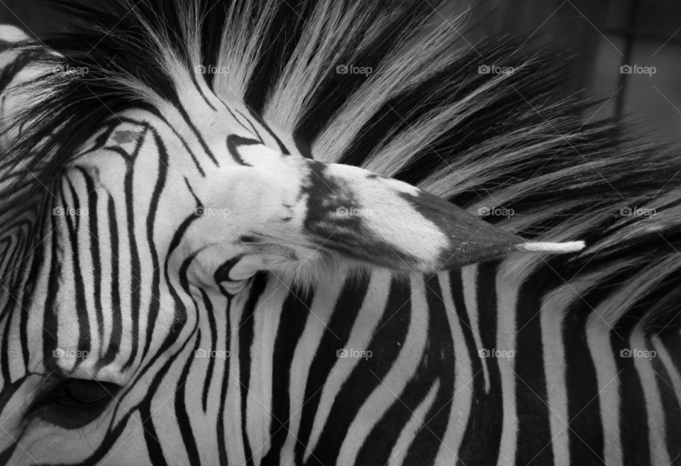 Closeup zebra