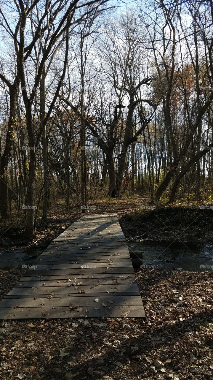 bridge over stream in the woods