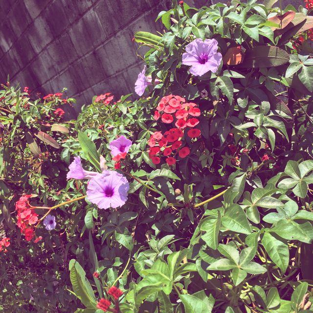 Flowers