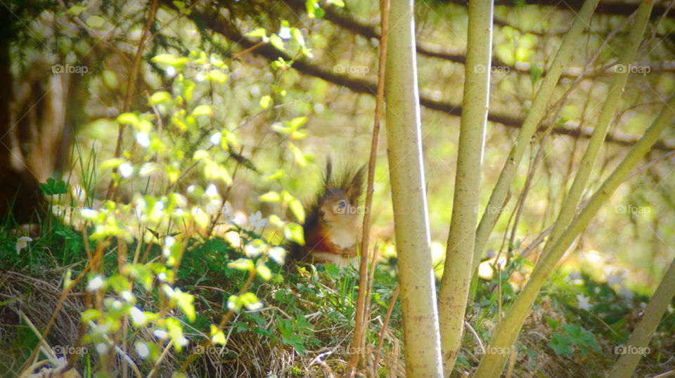 Very cute Squirrel in the forest 