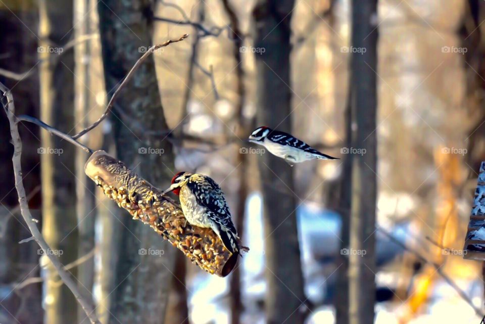 Yellow bellied sap sucker being harassed by a downy woodpecker . The games these birds play.