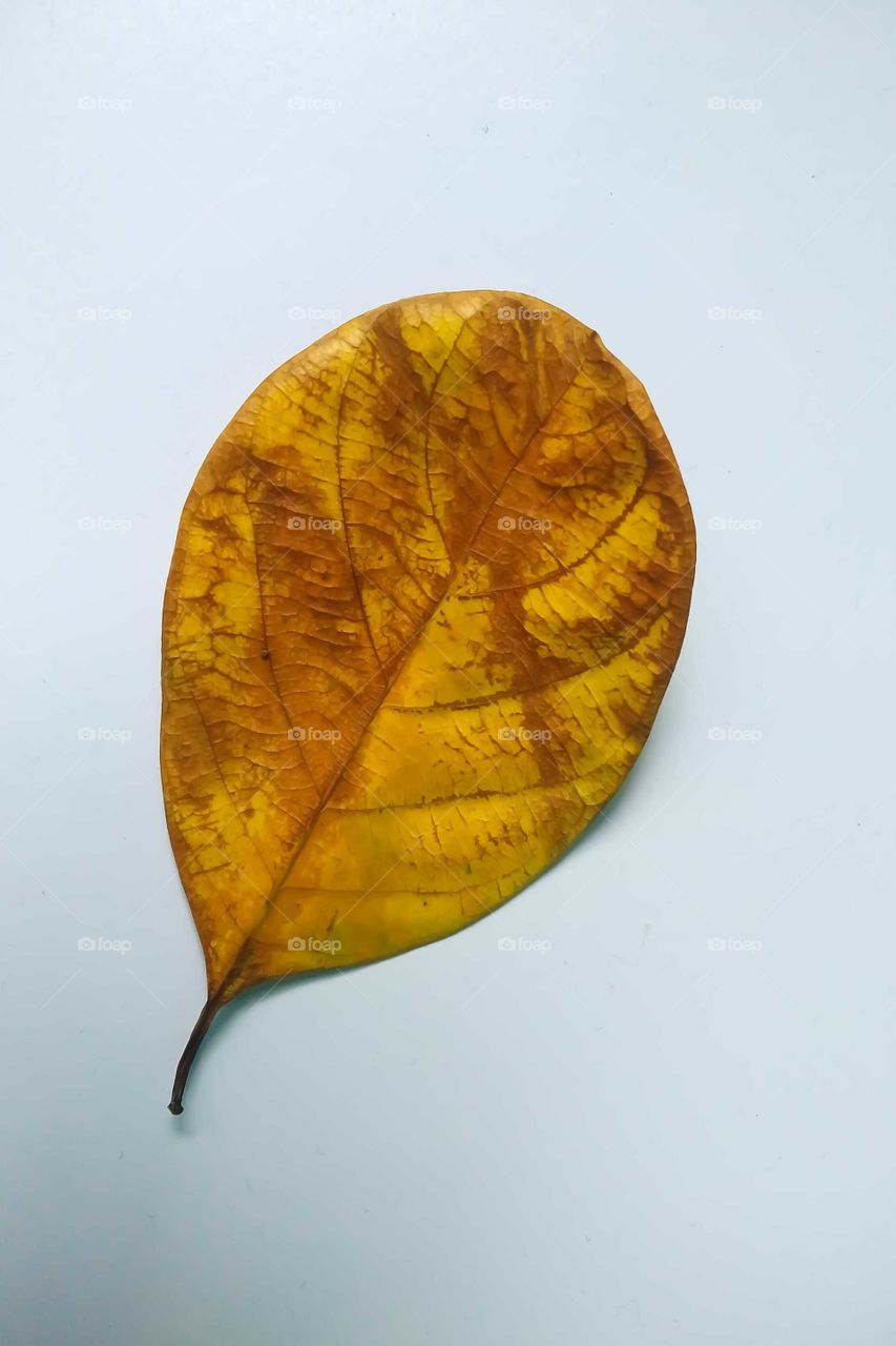 Faded Leaf on a white background