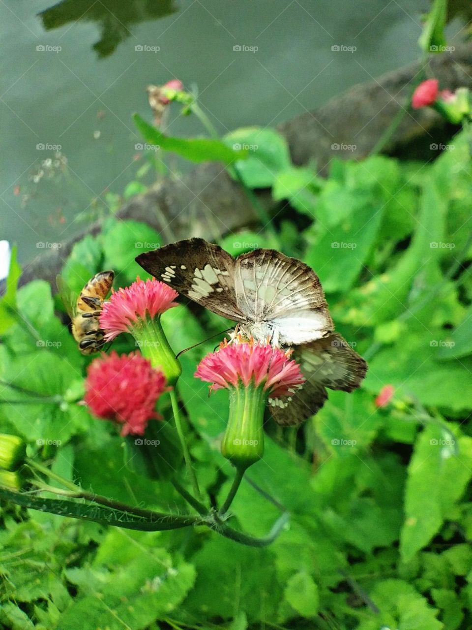 Borboleta manobrando sua afortunada flor.