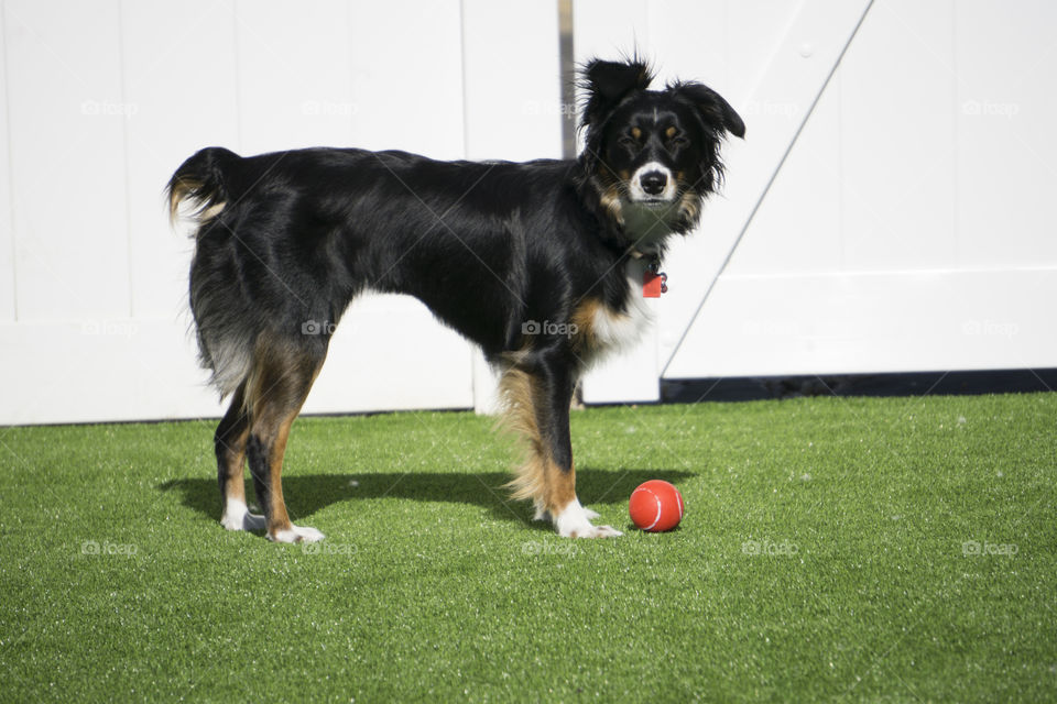 Dog with ball