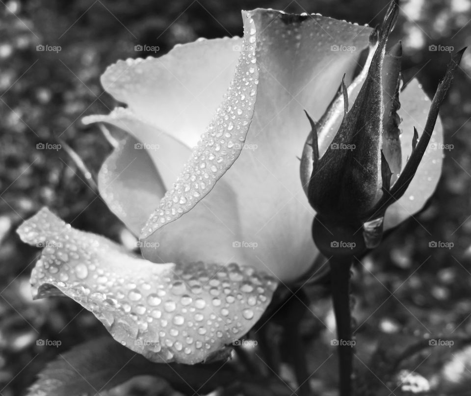 A blooming rose with morning water droplets on its petals.