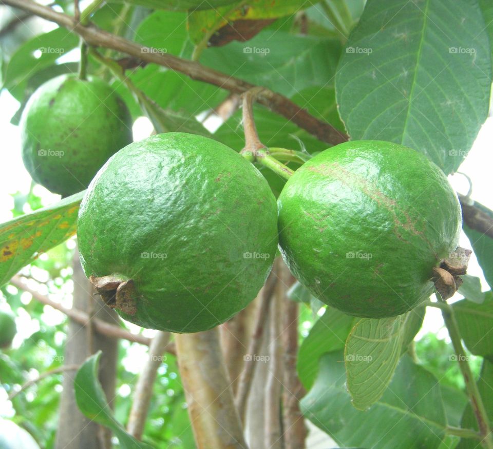 A guava tree with its products