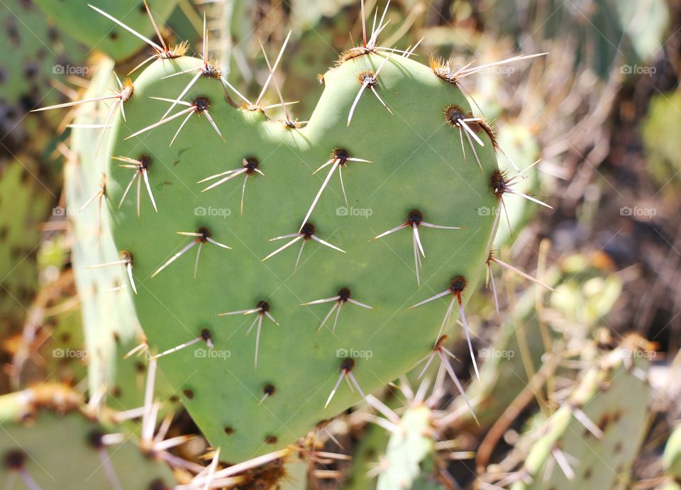 Cactus plant in heart shape