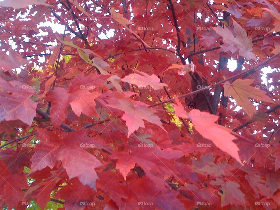 Autumn red leaves