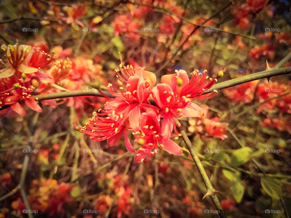 Beautiful flowers of Capparis decidua bloom in the rural areas of Rajasthan India in winter.