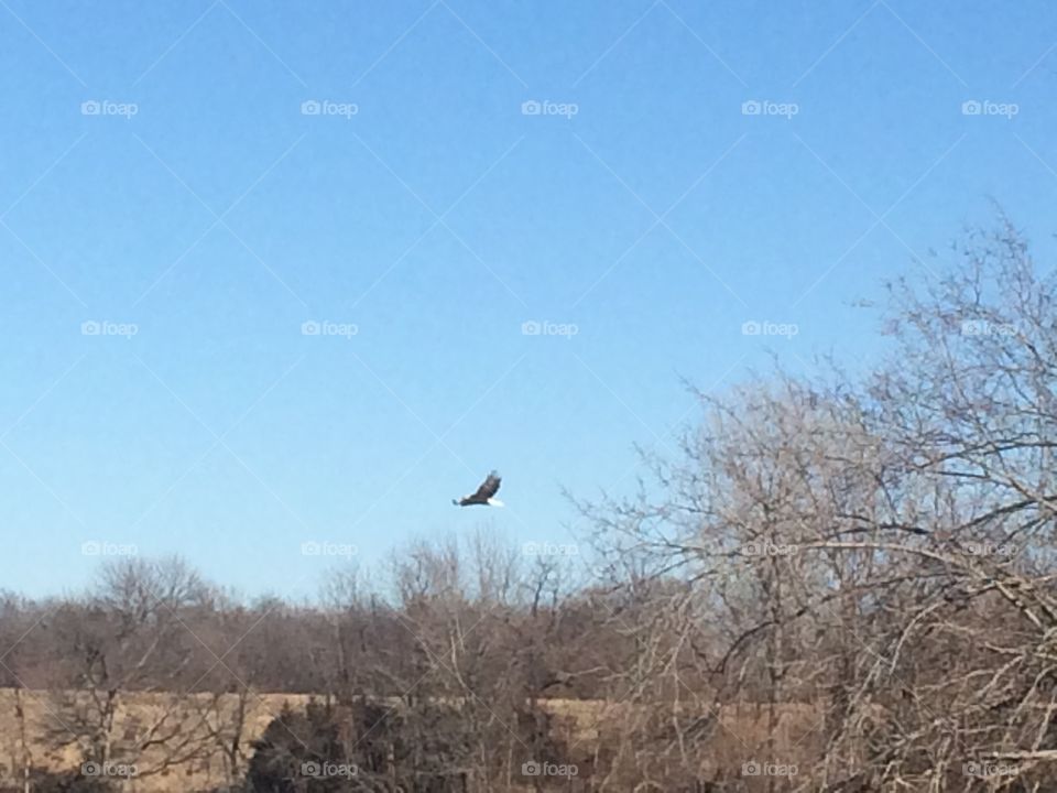 Eagle in flight!