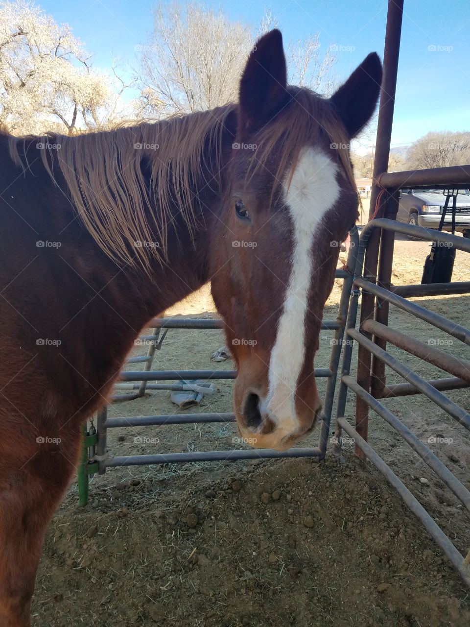 Brown horse in Albuquerque,  NM