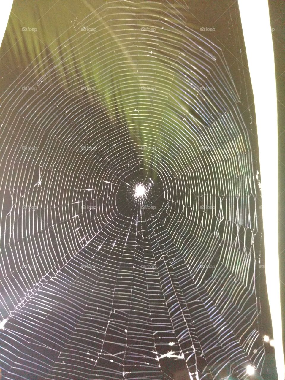Spider web in a night light