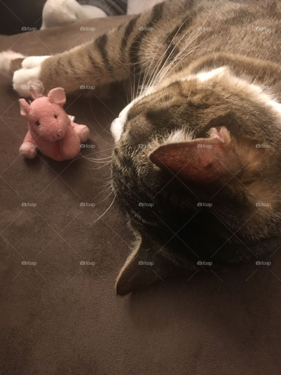 Kitty sleeps with pet piggy