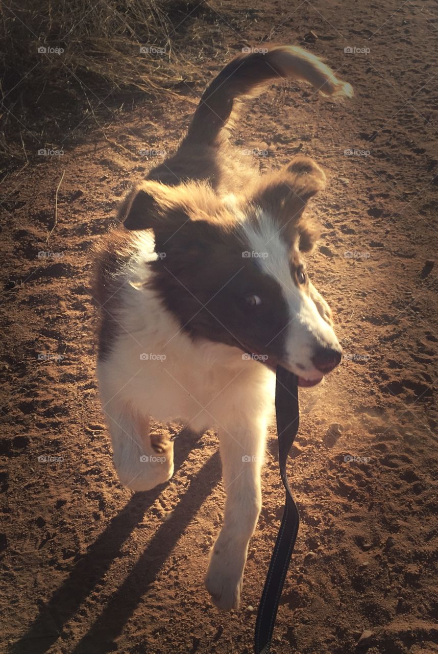 Red and white border collie holding his leash and playing in the dirt
