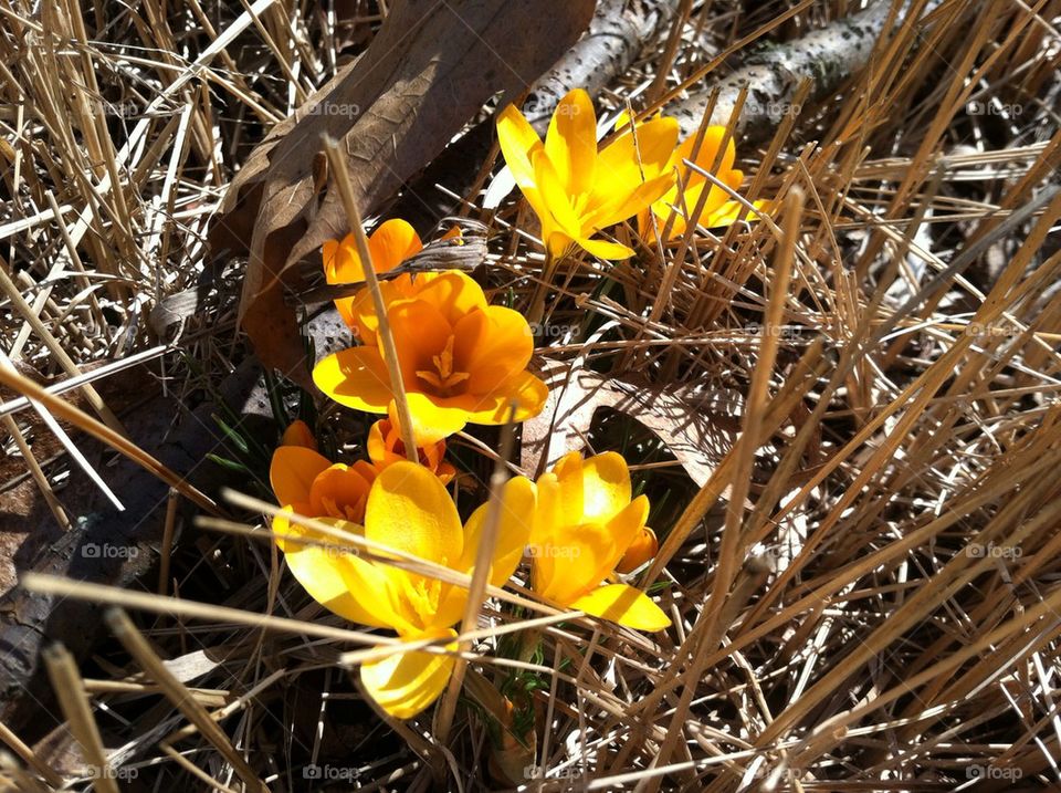 Pretty yellow flowers amongst the dried grass...