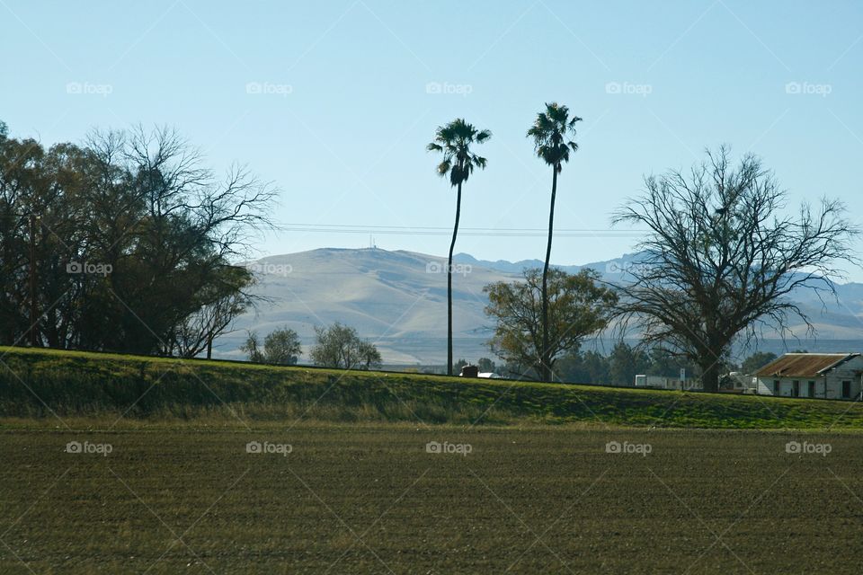 Palms and mountains