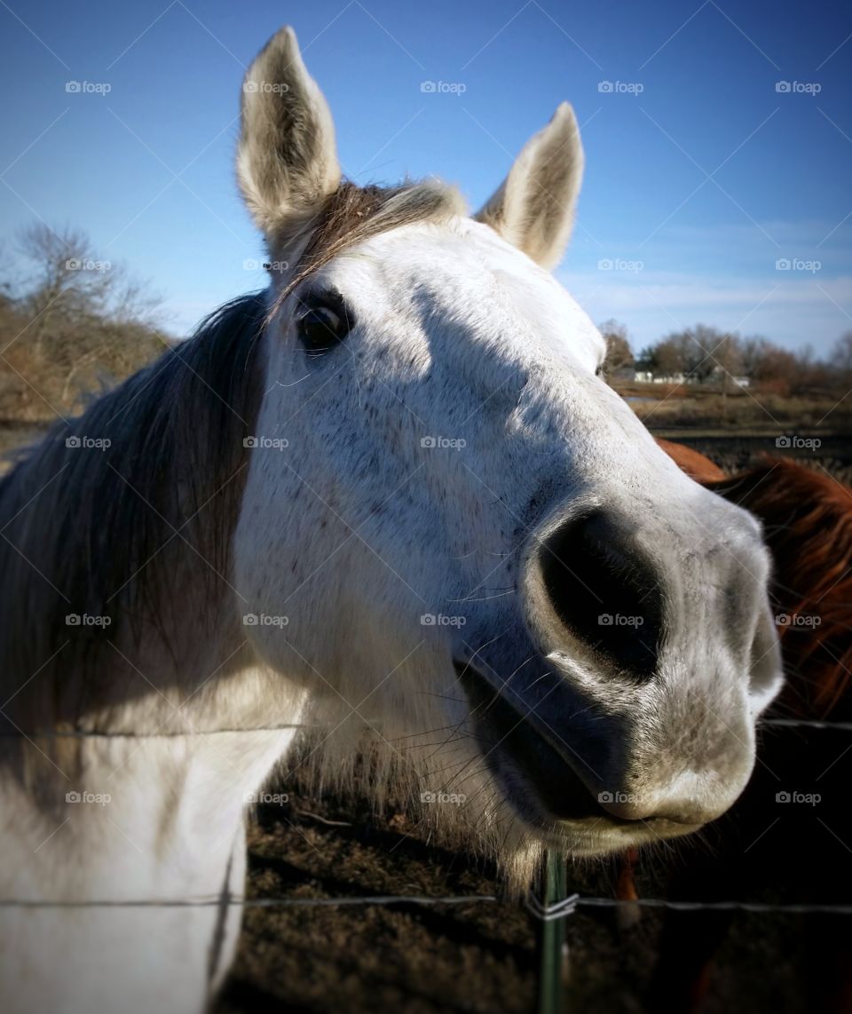 Gray Horse Looking Over a Fence