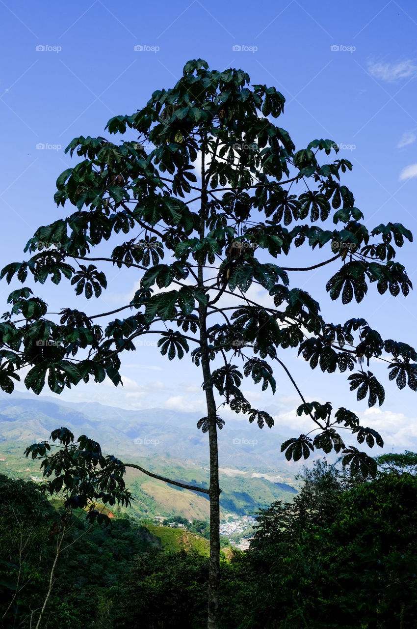 Tree on the top of the mountains