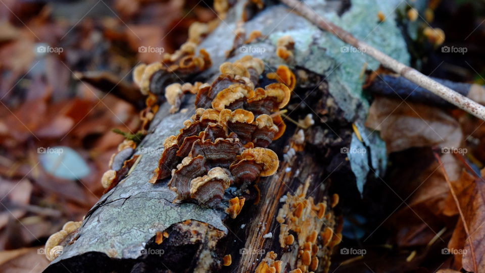 Trukey Tail mushroom growing on a rotting log in a forest in Noth America