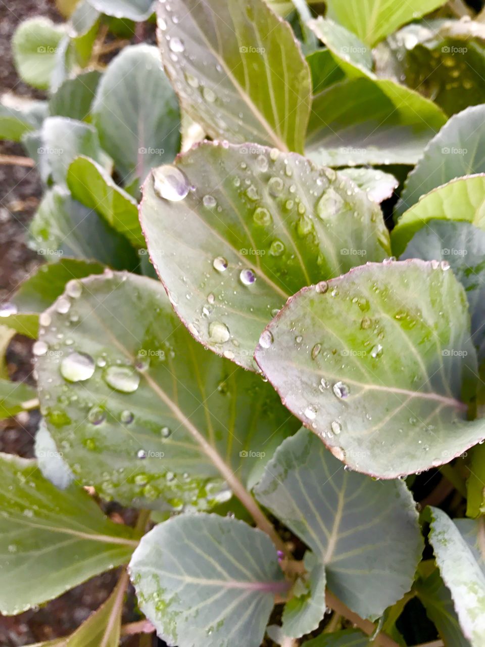 Green Leaves with Water Droplets