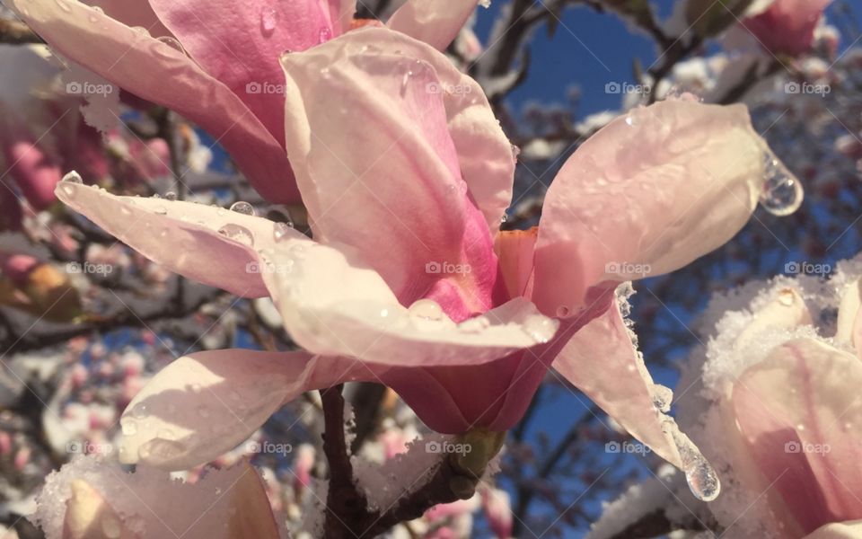 Snow melting on the magnolia