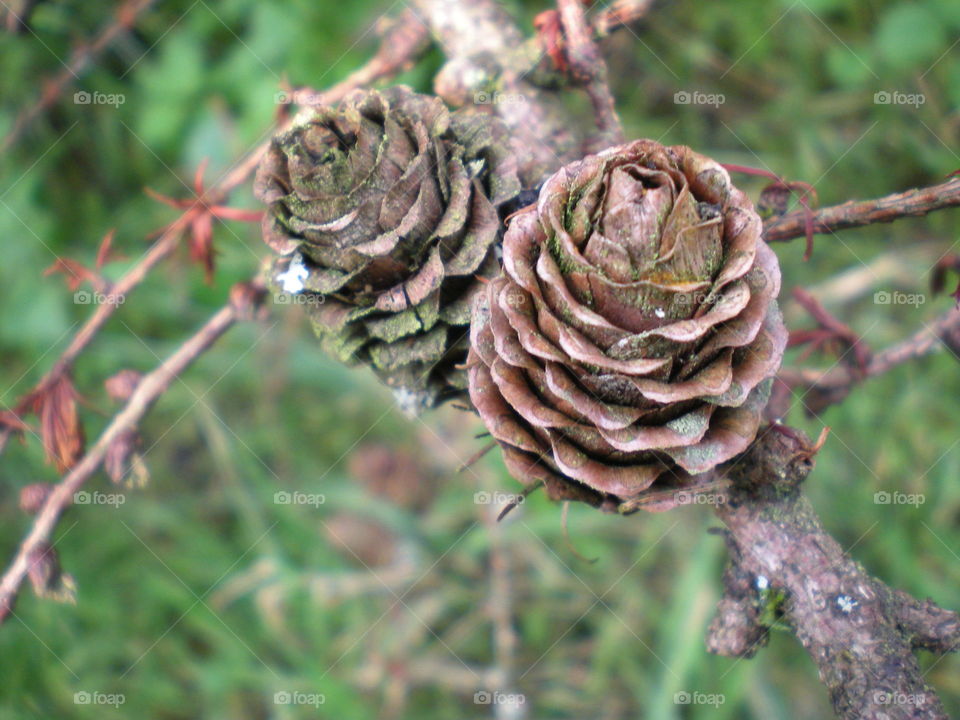 Pine cones