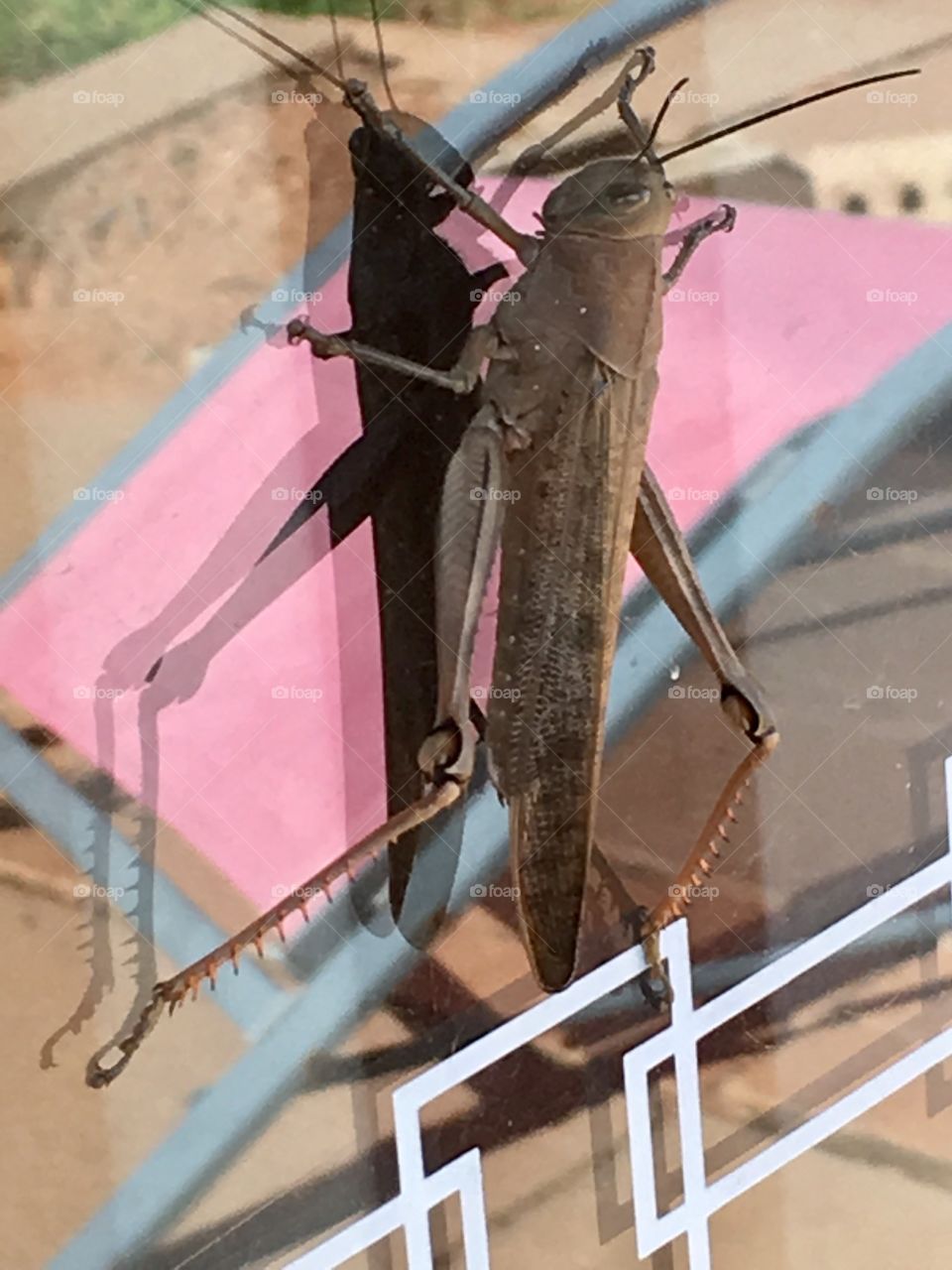 Huge grasshopper on window closeup