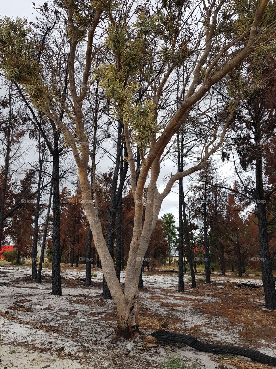 last unburnt tree