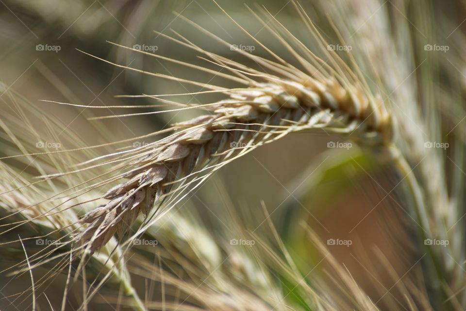A wheat 