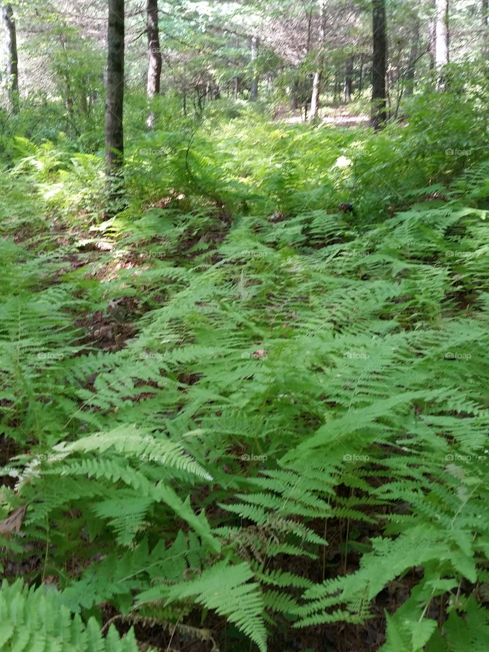 fabulous ferns
