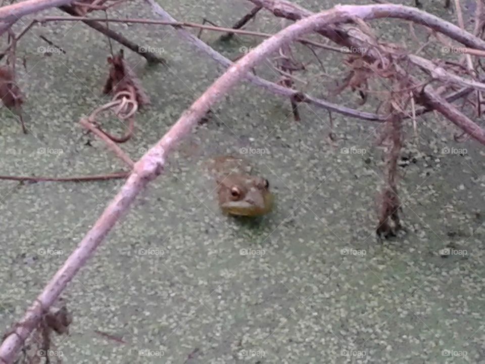 frog in the marsh