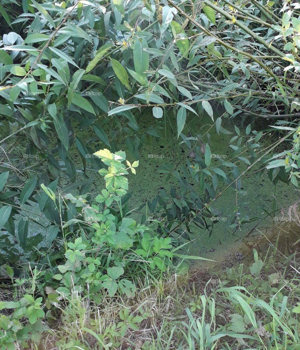 on the river bank