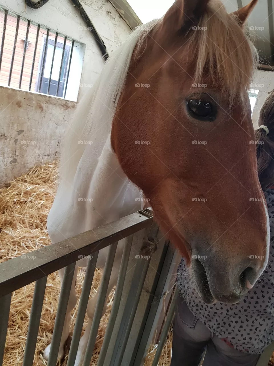 horse on his box