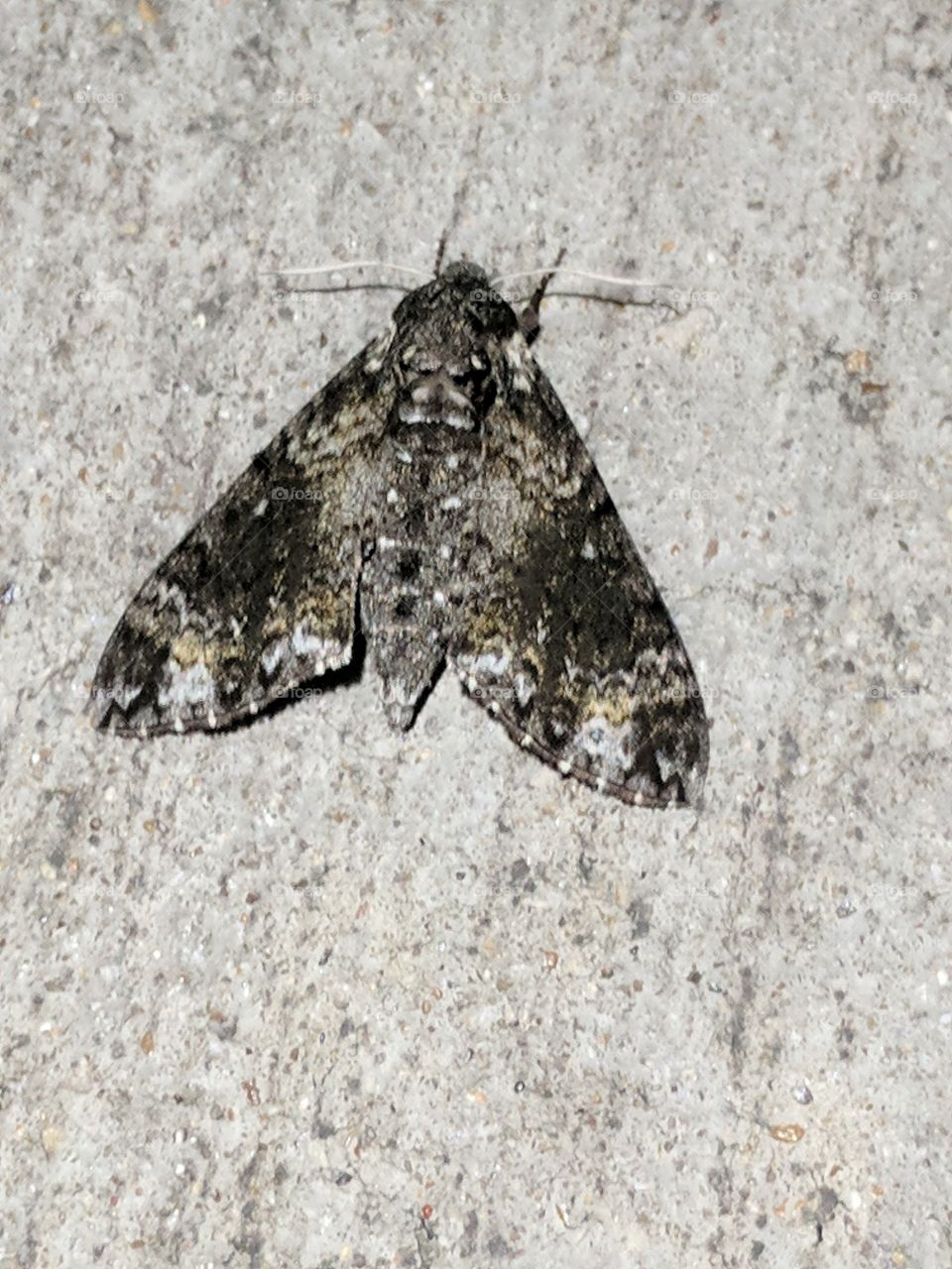 moth