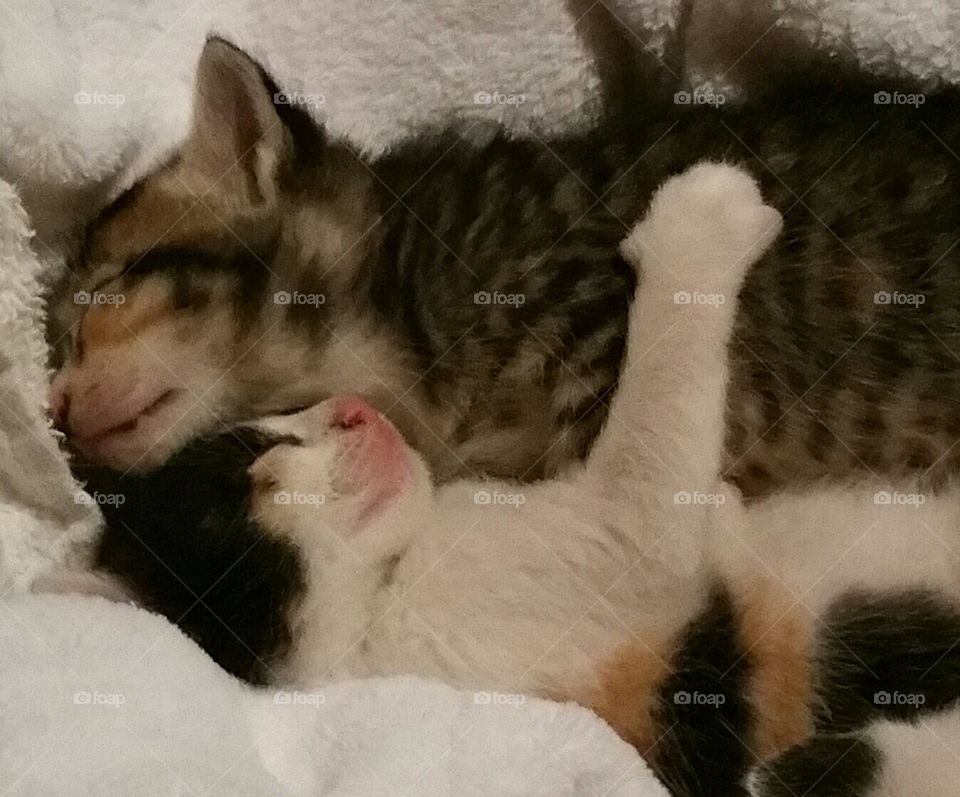 Cuddling Kittens. Two weeks  old! Found on a delivery truck