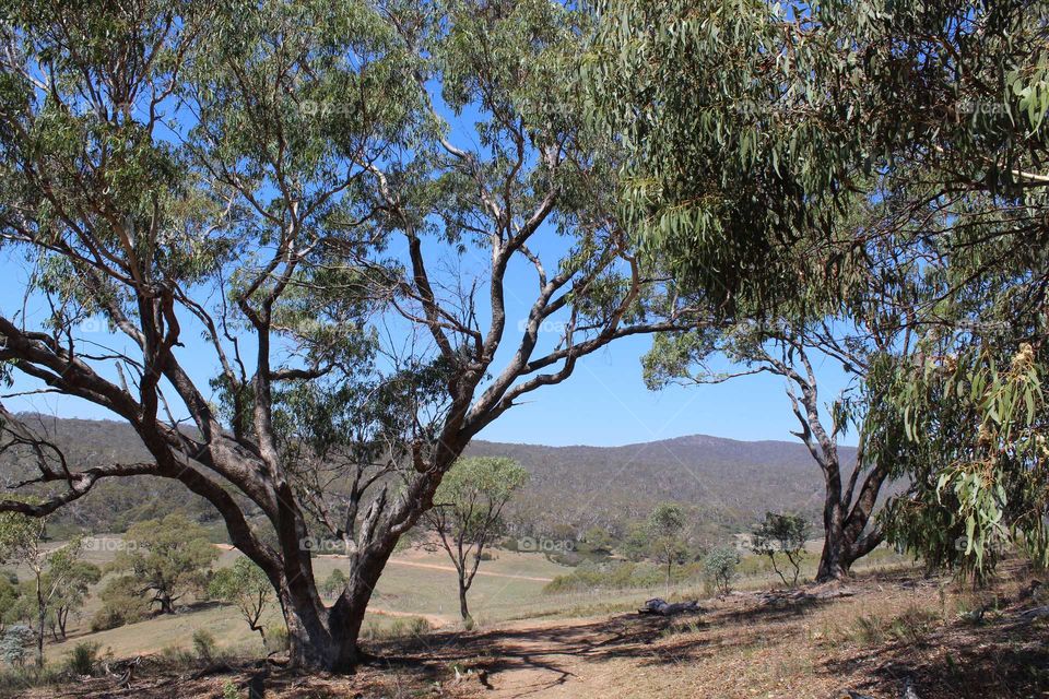 Finding Tranquility in the Australian bush