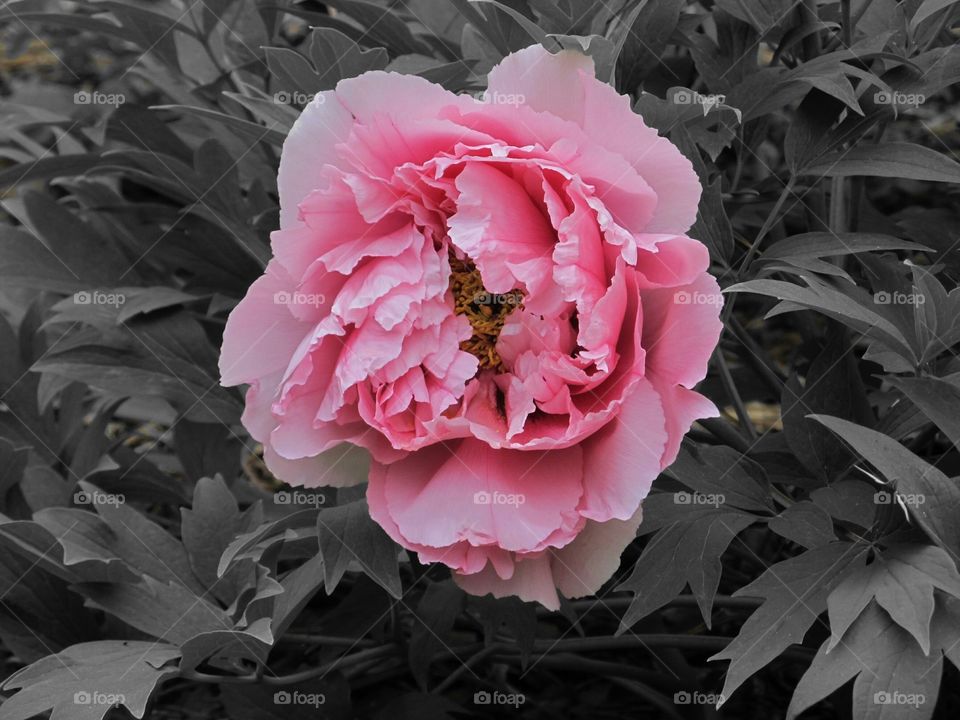 peony flower colours black and white