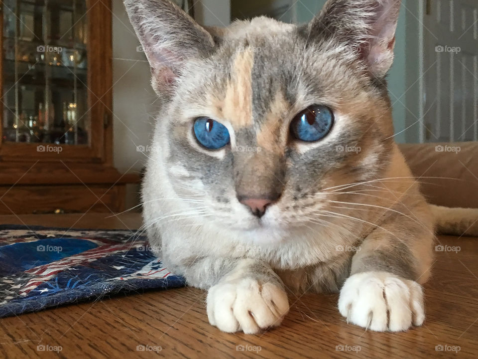 Blue-eyed cat on a table