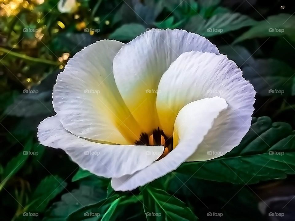 Beautiful flower