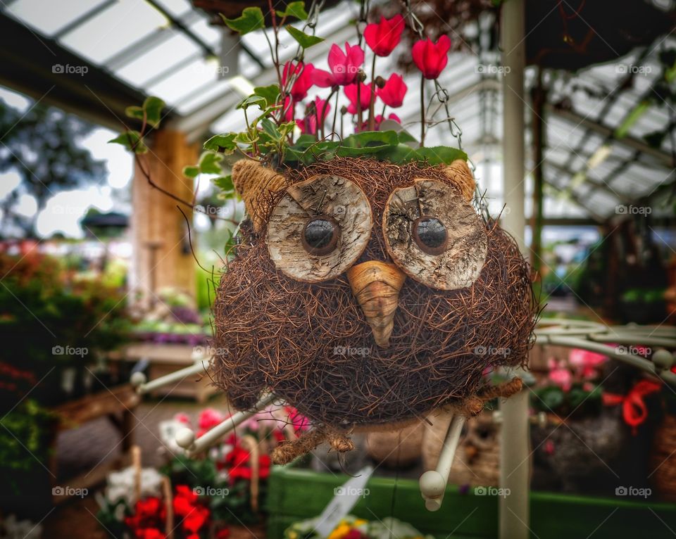 Garden centre. Hanging basket 