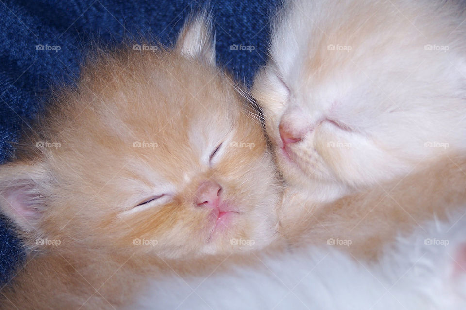 Two small cats resting together