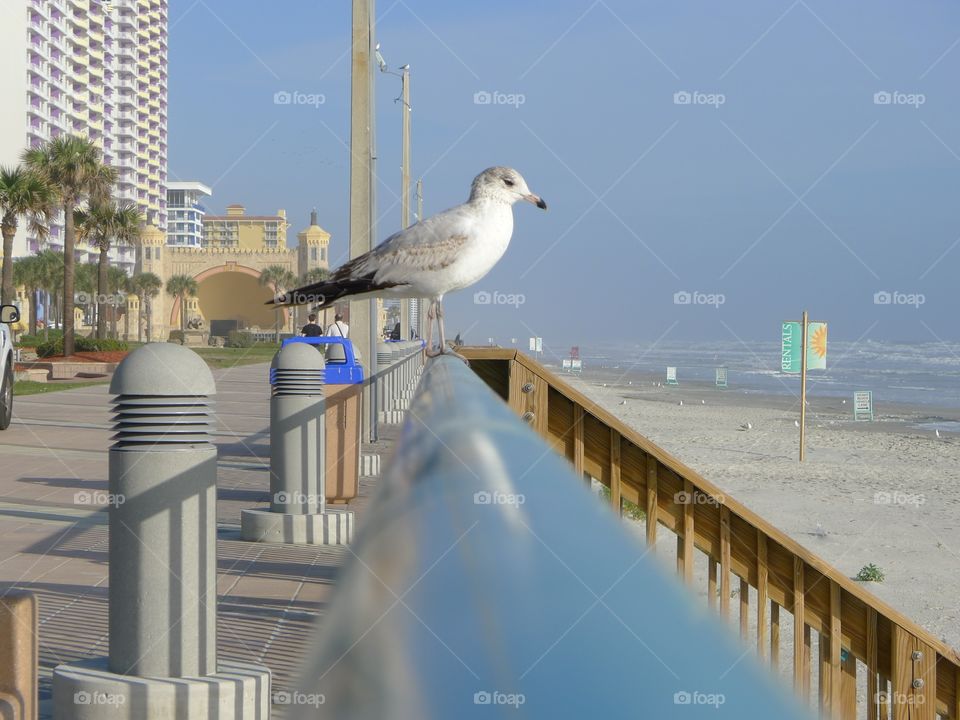 Bird seagull on the coast of Daytona Beach